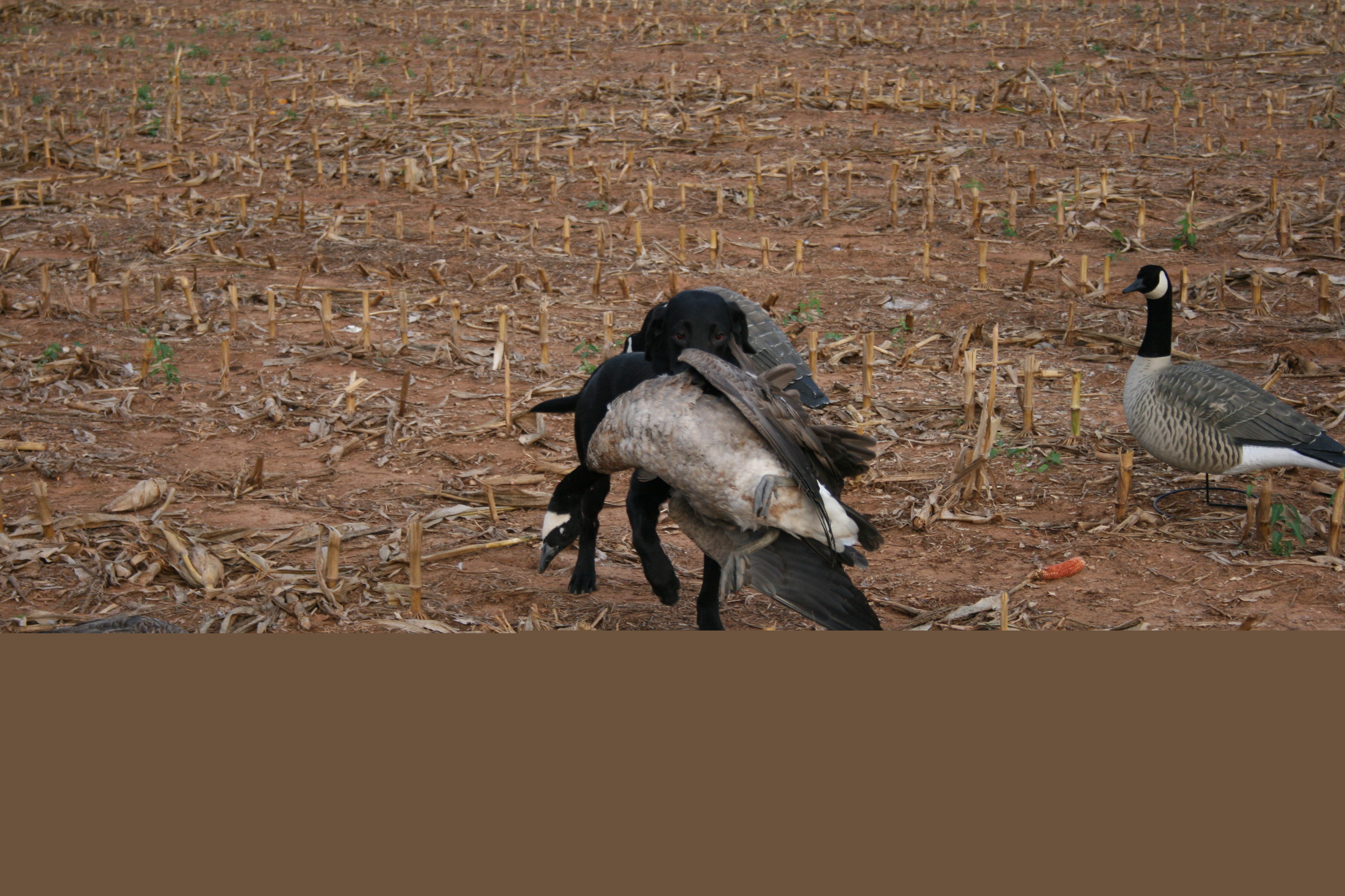 Web-Foot Mafia Waterfowl, LLC-VA Waterfowl Hunts